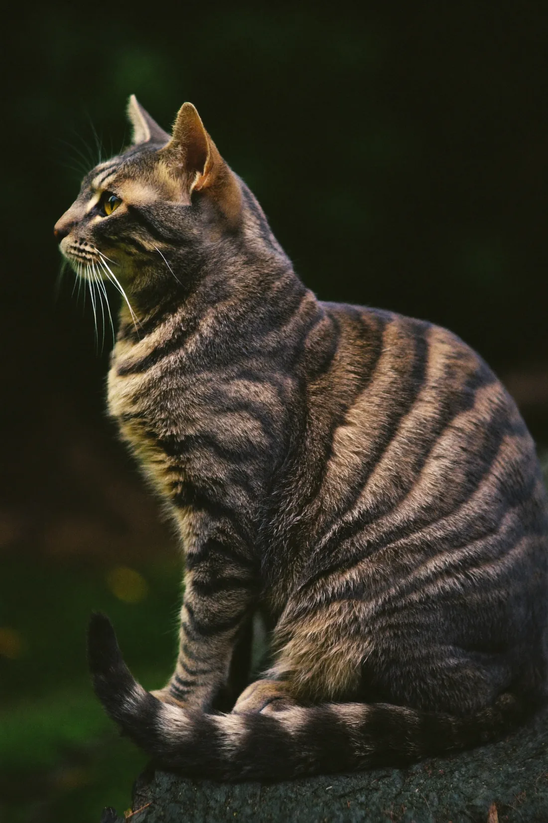A tabby cat in side profile against dark green foliage, shown both as a photograph and as the same cat rendered in glowing points of light