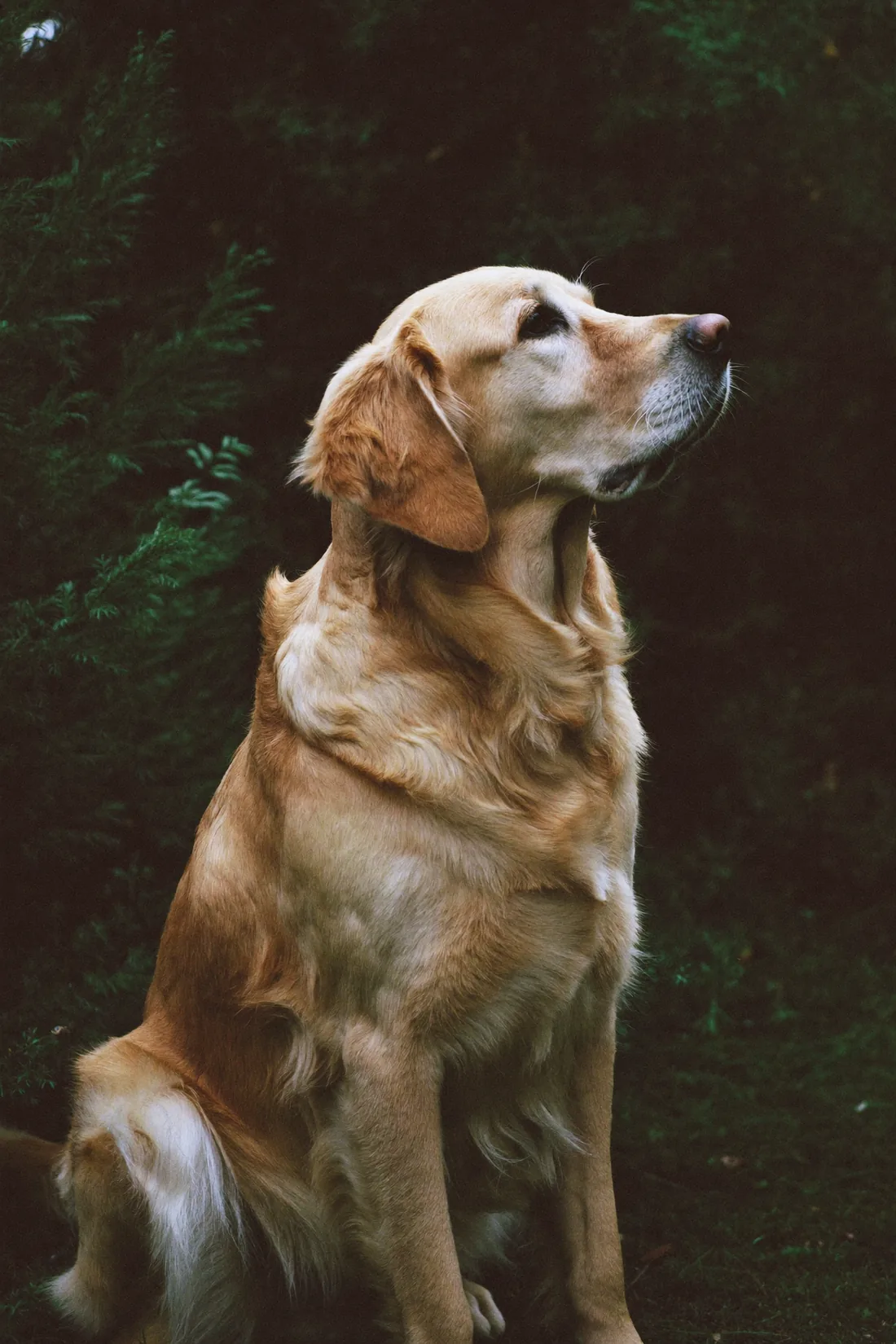 A golden retriever sitting against dark green foliage, shown both as a photograph and as the same dog rendered in glowing points of light